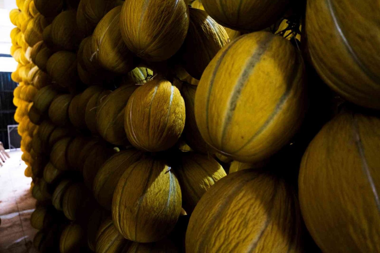 Kırkağaç’ın yaz meyvesi kavunları kışlık sofraları süsleyecek