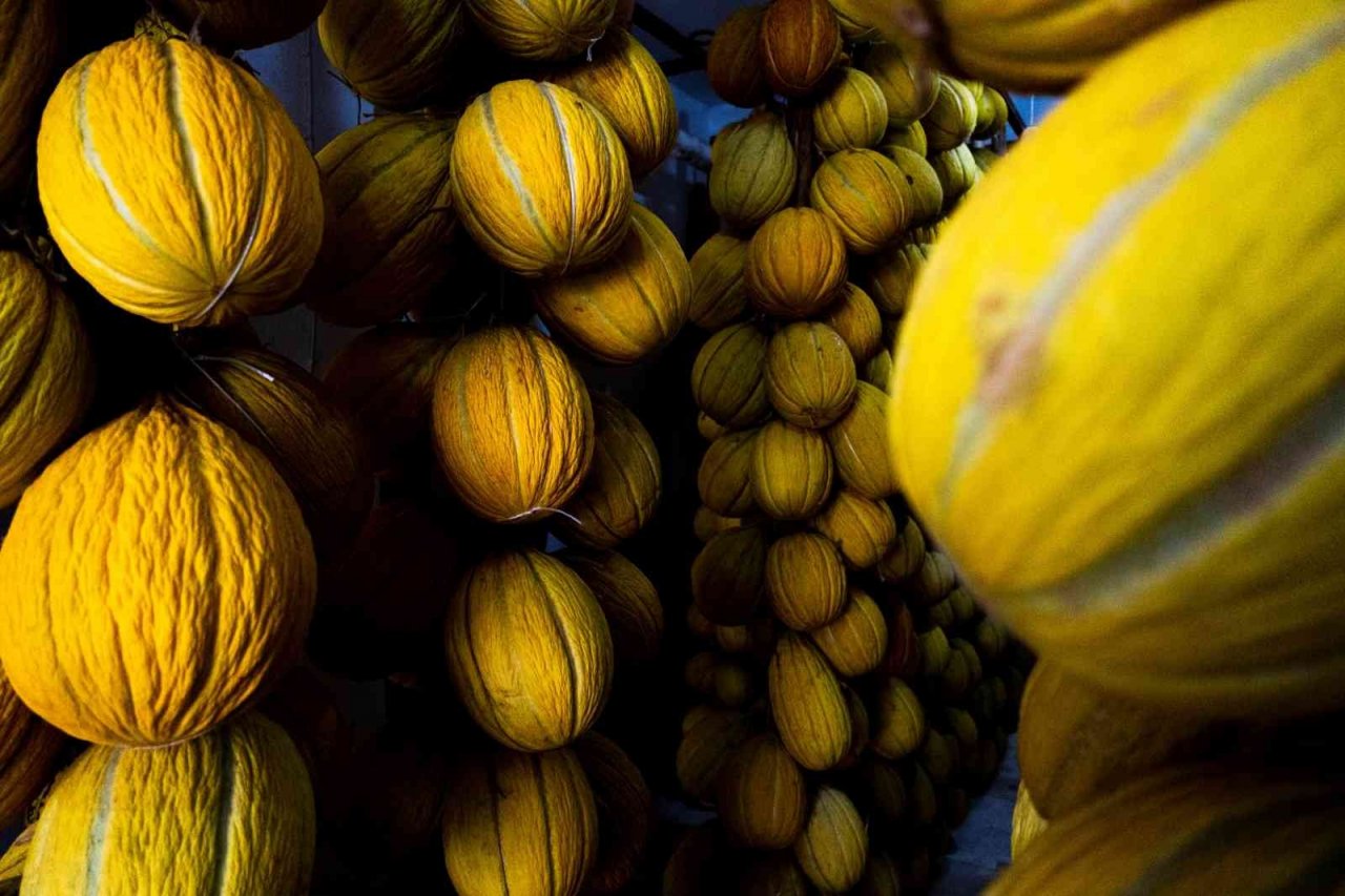 Kırkağaç’ın yaz meyvesi kavunları kışlık sofraları süsleyecek