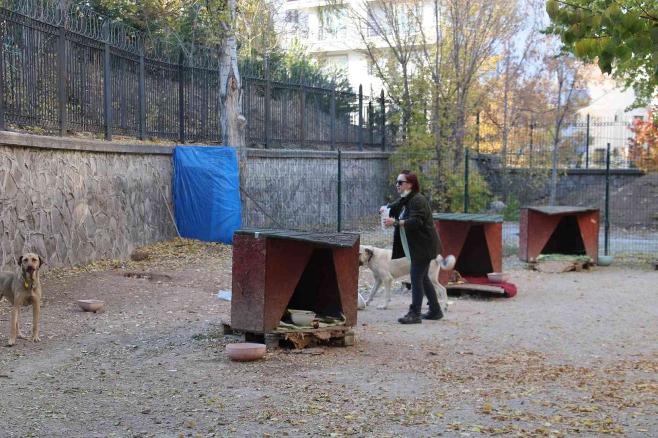 Öğretim Görevlisi Altınbaş, kendi imkanlarıyla kampüsteki köpeklere bakıyor