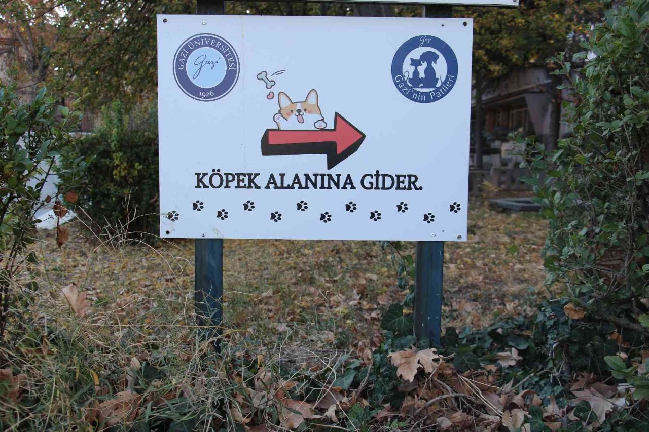 Öğretim Görevlisi Altınbaş, kendi imkanlarıyla kampüsteki köpeklere bakıyor