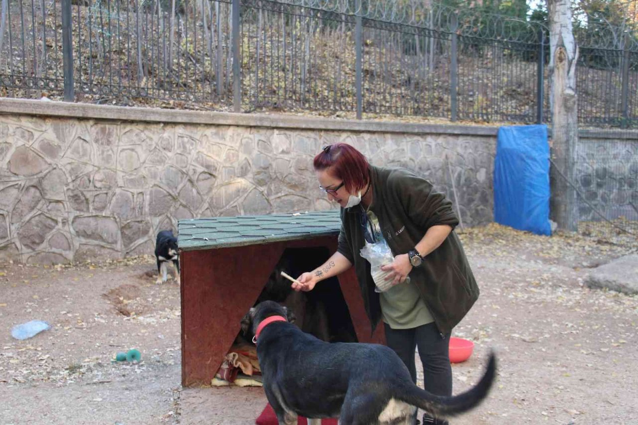 Öğretim Görevlisi Altınbaş, kendi imkanlarıyla kampüsteki köpeklere bakıyor