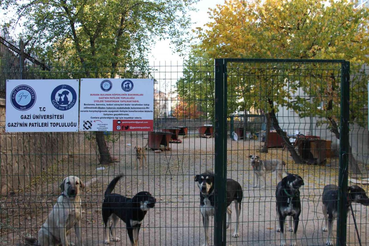 Öğretim Görevlisi Altınbaş, kendi imkanlarıyla kampüsteki köpeklere bakıyor