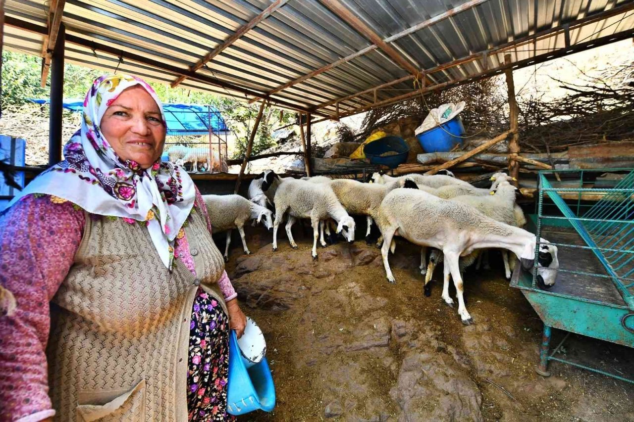 İzmir Büyükşehir Belediyesi’nin verdiği 3 koyundan 48 koyuna