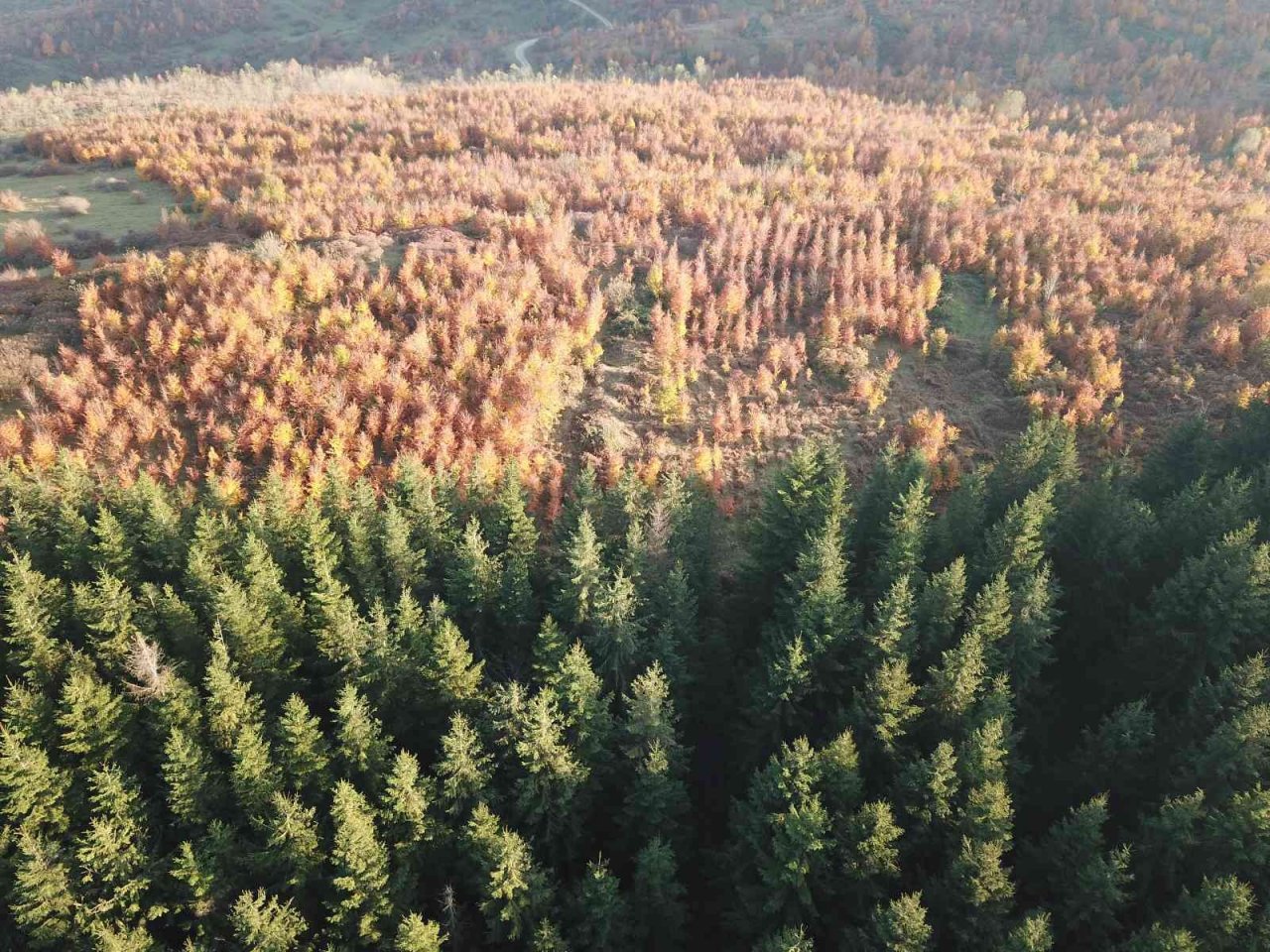 Perşembe Yaylası’nda sonbahar güzelliği