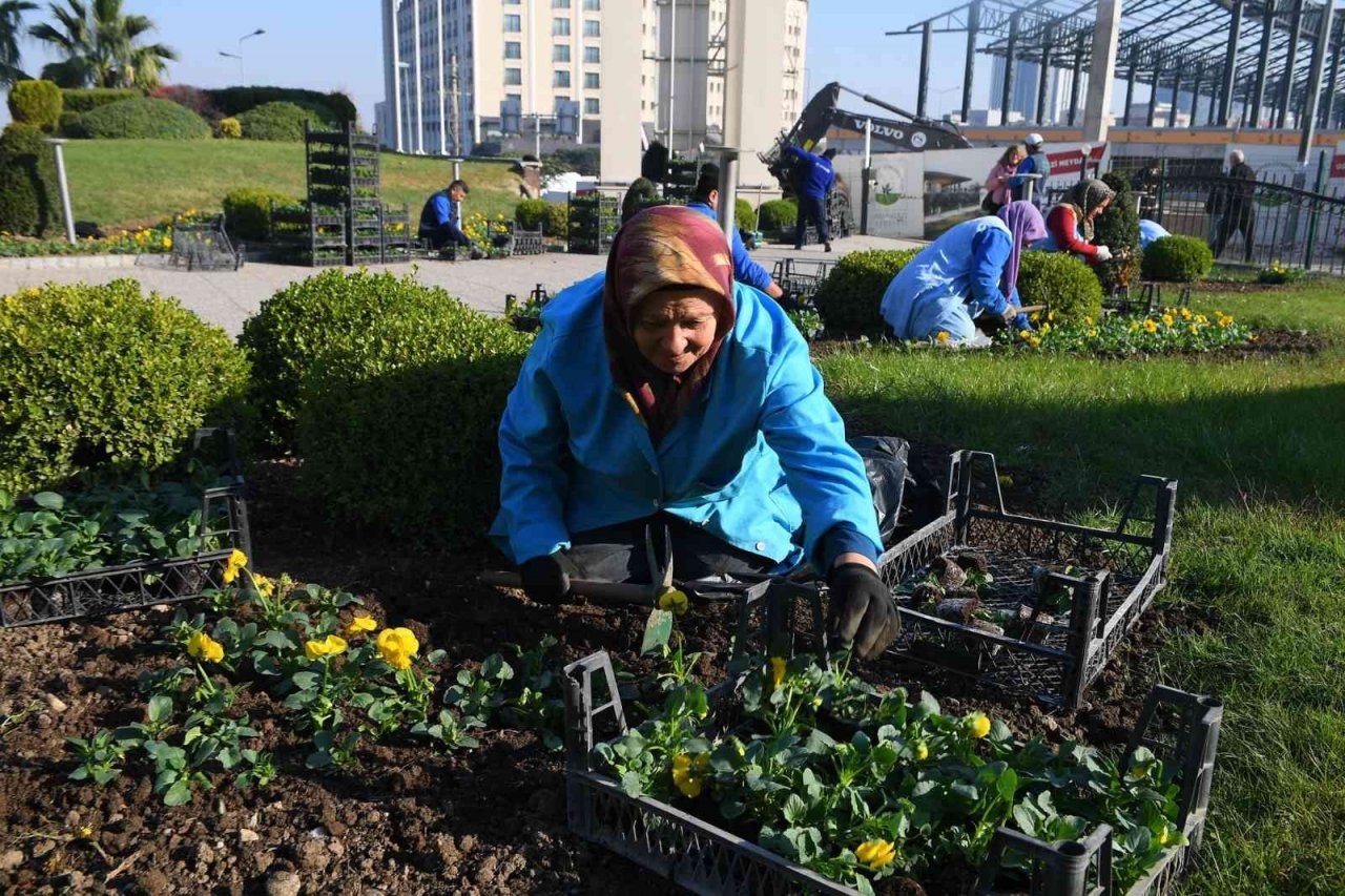 Osmangazi kış çiçekleri ile renklenecek