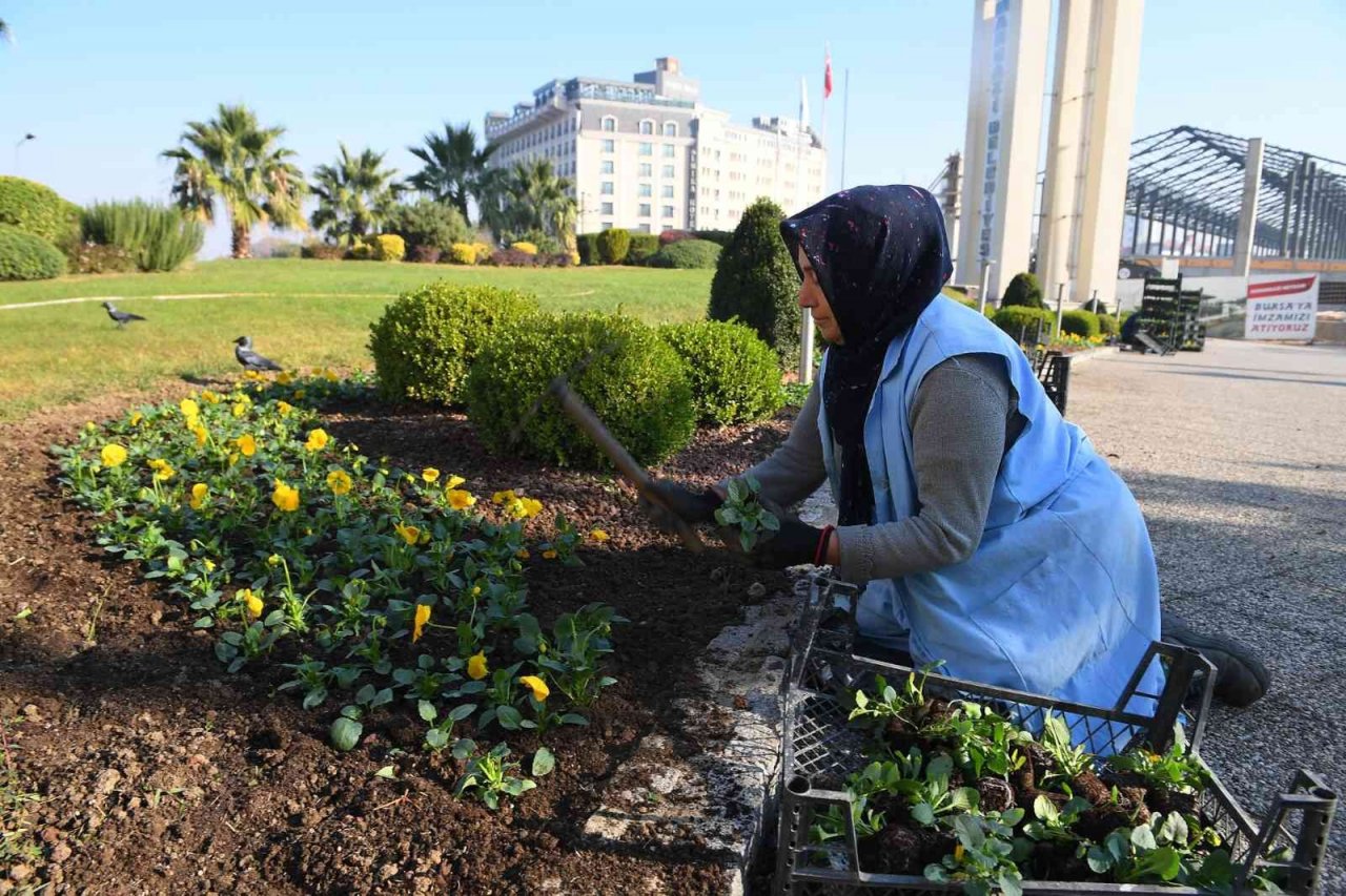 Osmangazi kış çiçekleri ile renklenecek