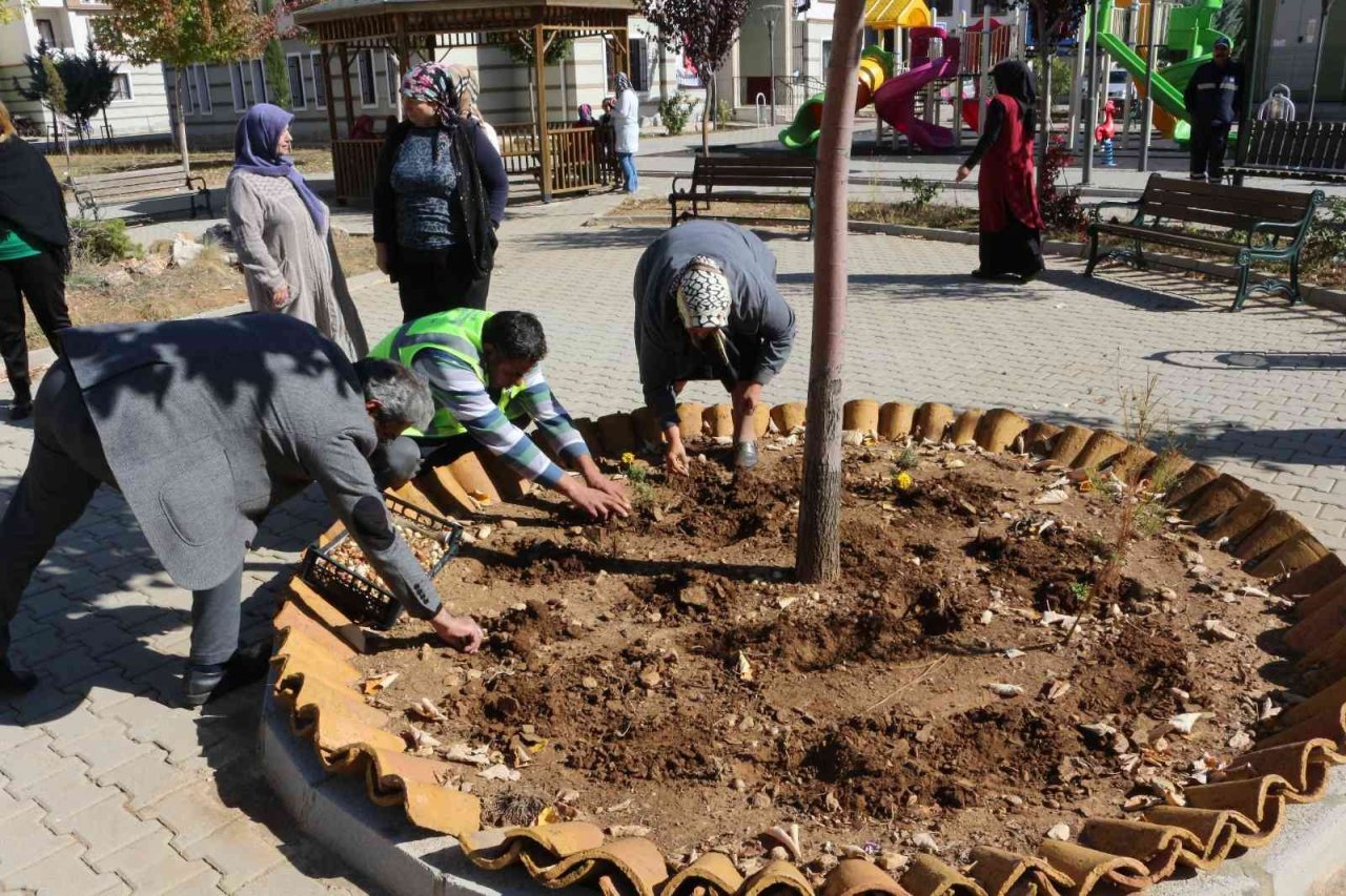 Akseki’de de lale soğanı üretilecek