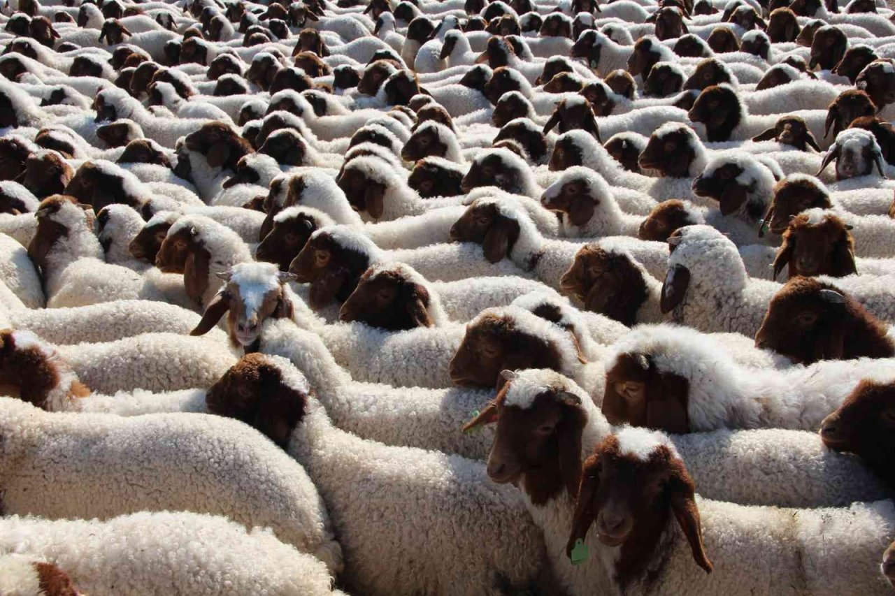 Denizli’de ’İvesi koyun’ projesi hayata geçirildi