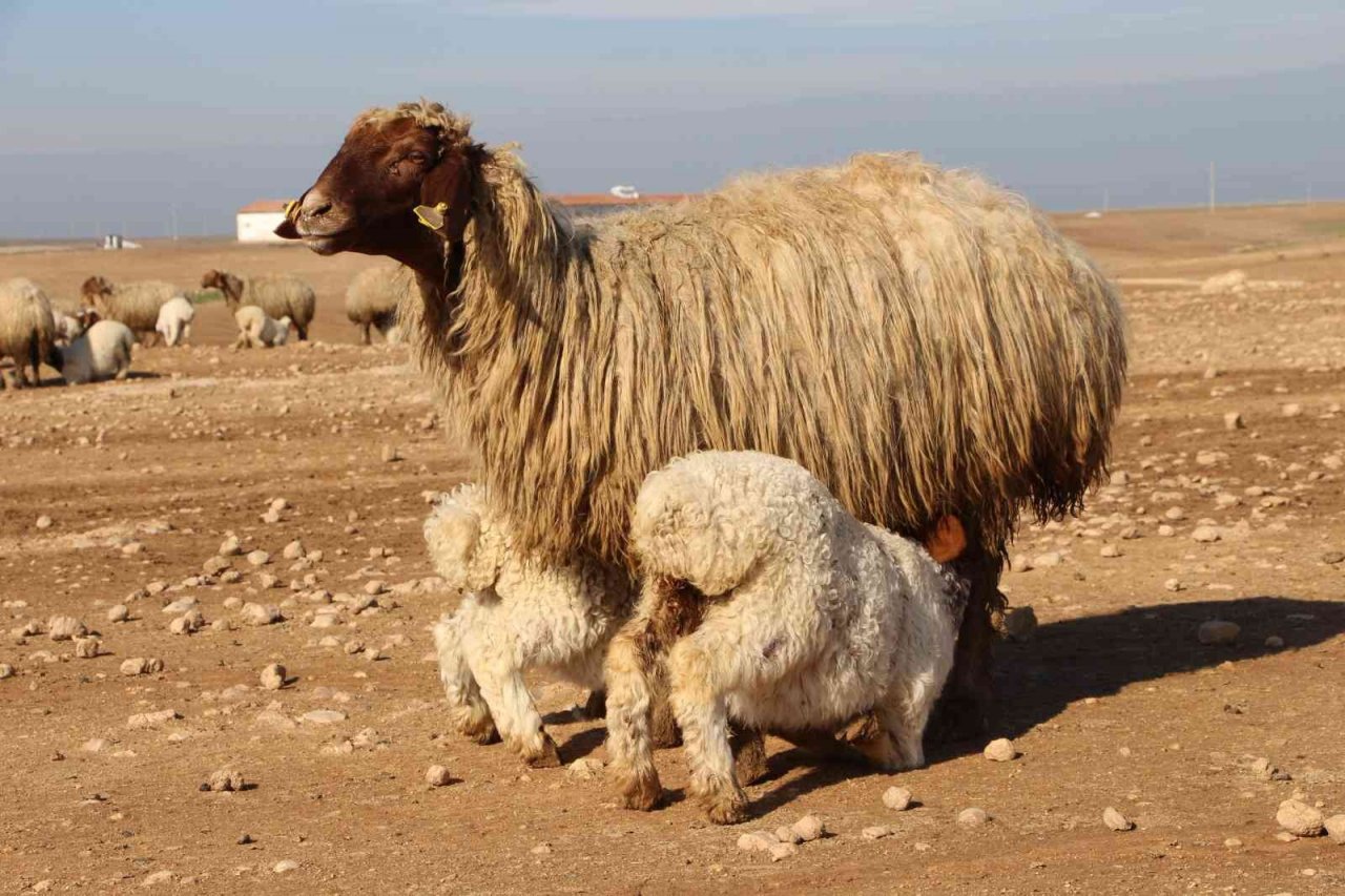 Denizli’de ’İvesi koyun’ projesi hayata geçirildi