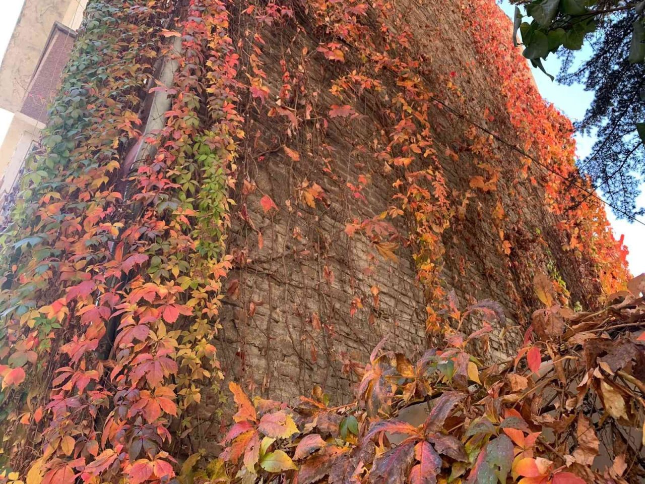 Eskişehirde rengarenk sarmaşıklar adeta duvarları boyuyor
