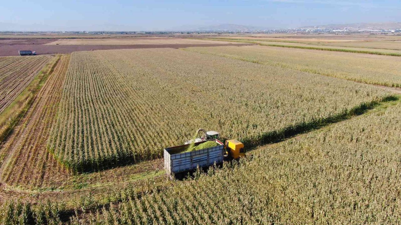 Elazığ’da silajlık mısır hasadı başladı