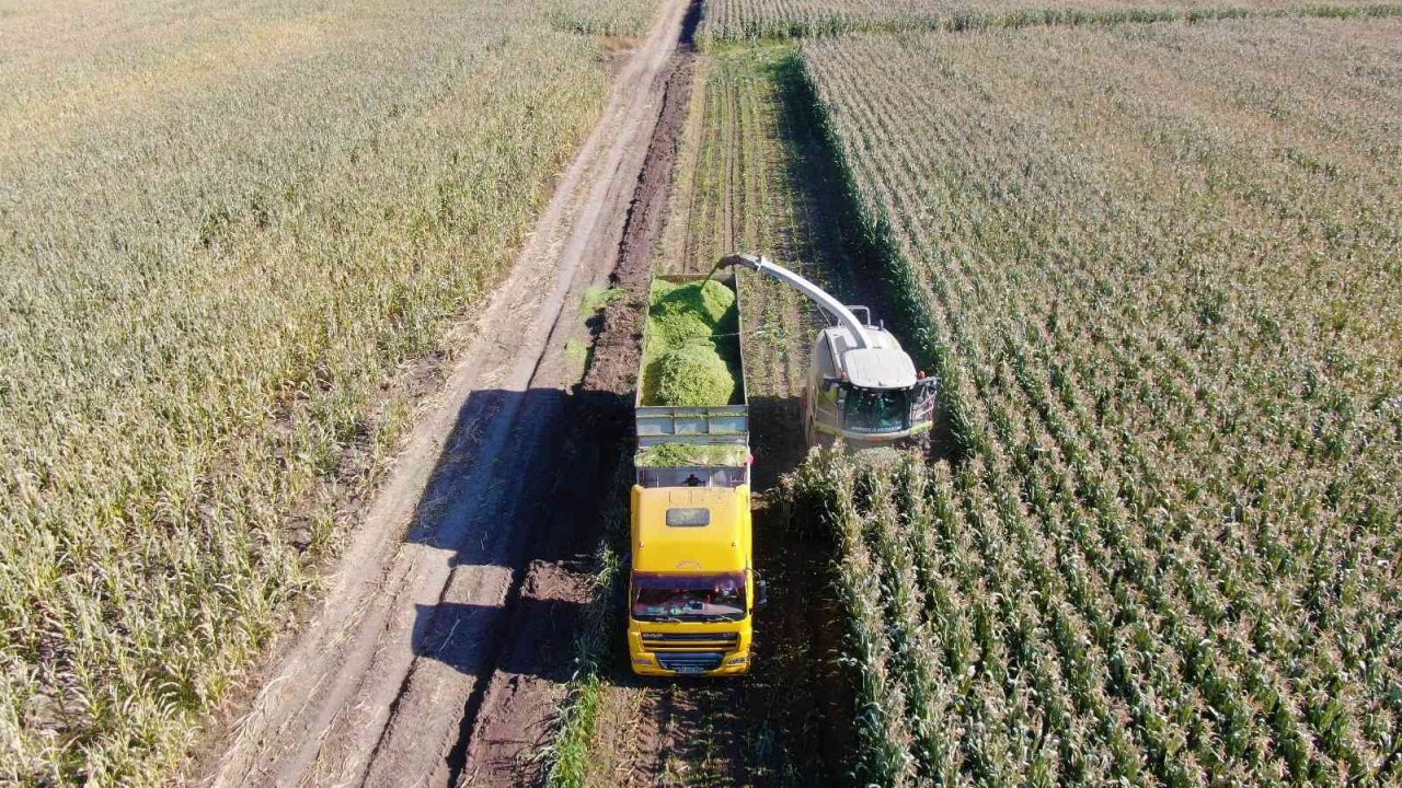 Elazığ’da silajlık mısır hasadı başladı