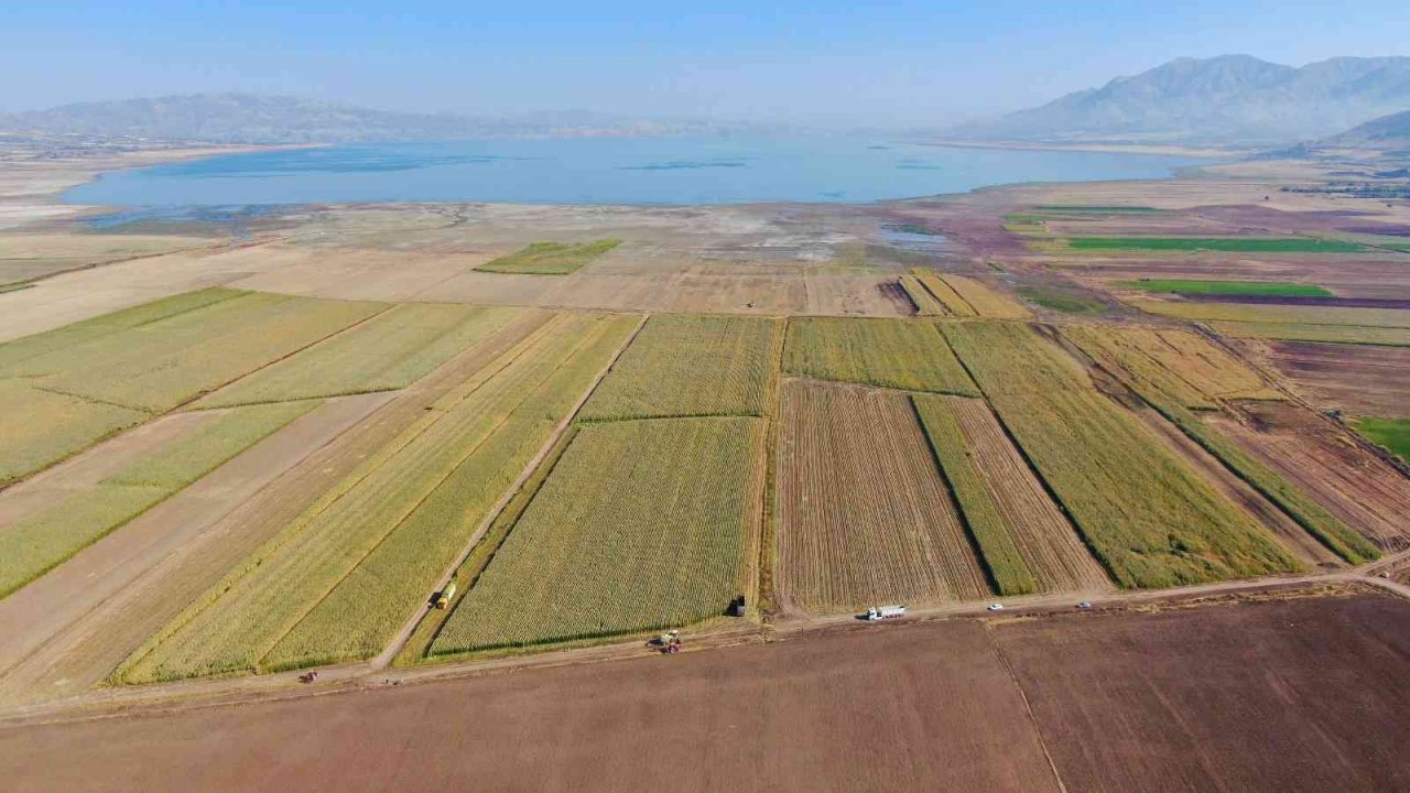 Elazığ’da silajlık mısır hasadı başladı