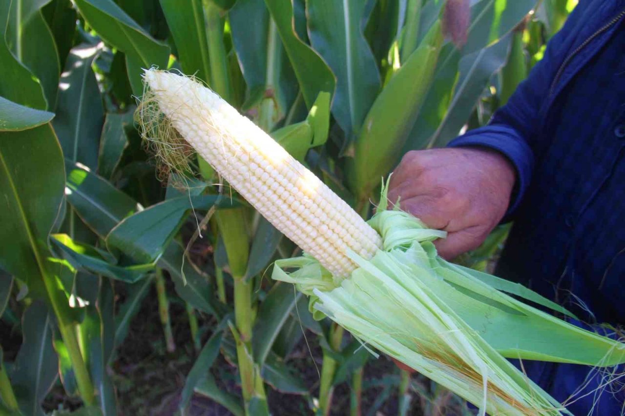 Elazığ’da silajlık mısır hasadı başladı