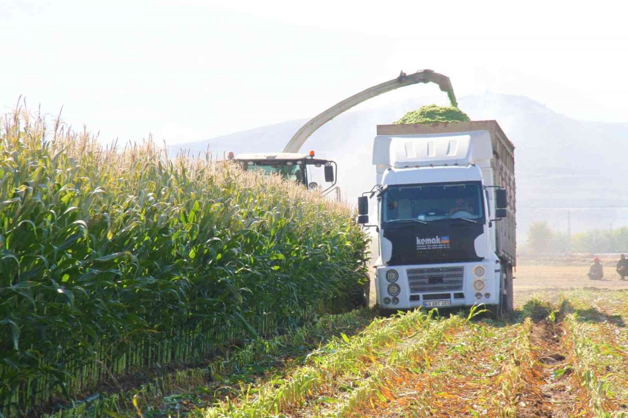 Elazığ’da silajlık mısır hasadı başladı