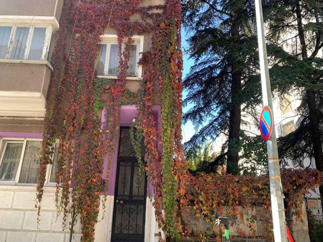 Eskişehirde rengarenk sarmaşıklar adeta duvarları boyuyor