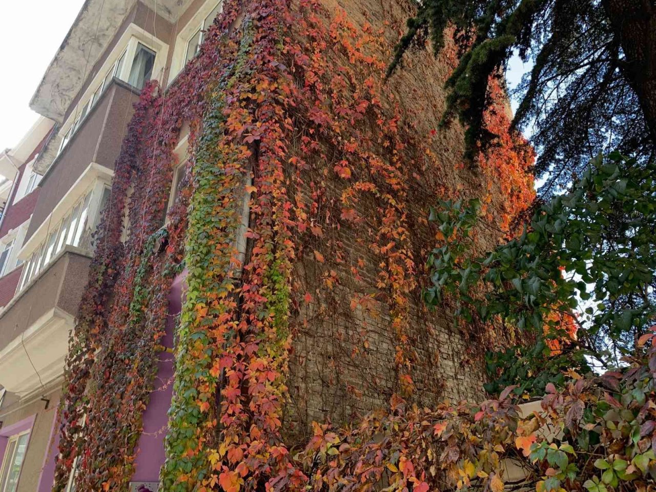 Eskişehirde rengarenk sarmaşıklar adeta duvarları boyuyor
