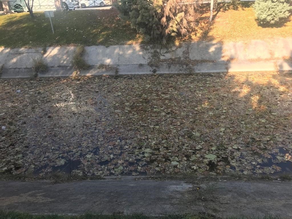 Dökülen yapraklar su yüzeyini kapladı