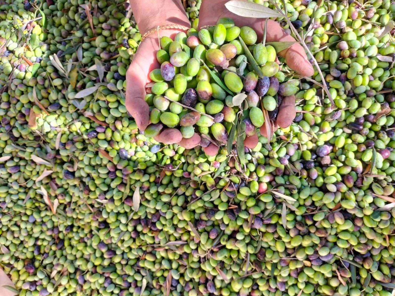 Köyceğiz’de yağış sonrası zeytin hasadı hızlandı