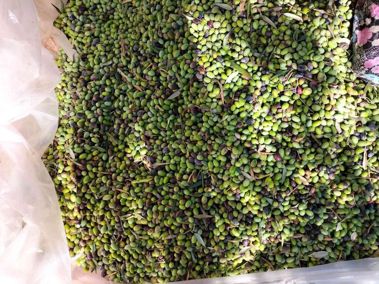 Köyceğiz’de yağış sonrası zeytin hasadı hızlandı