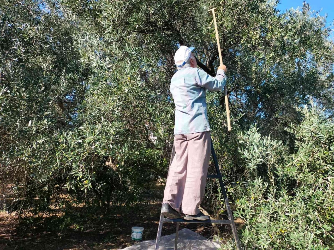 Köyceğiz’de yağış sonrası zeytin hasadı hızlandı