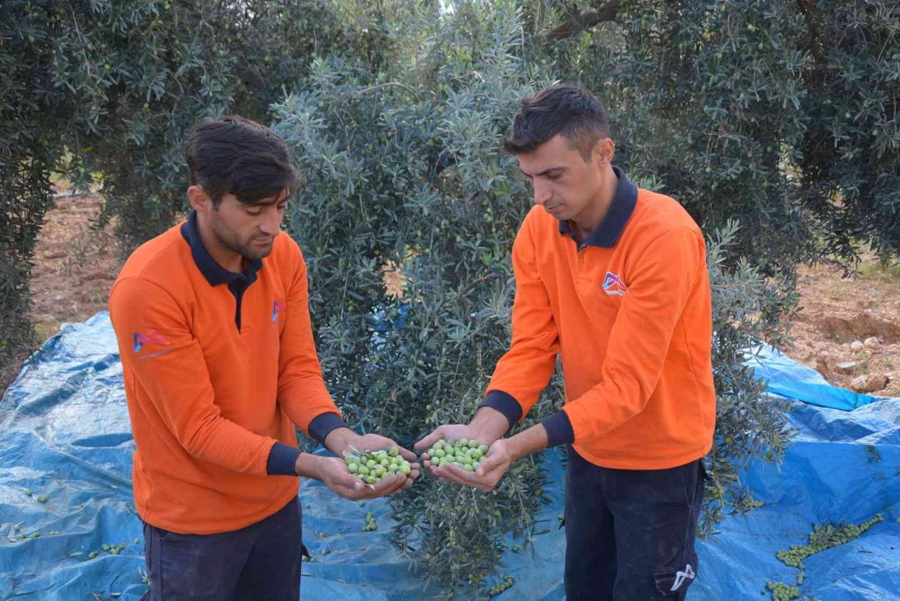 Vatandaşın zeytini sofrasına geliyor