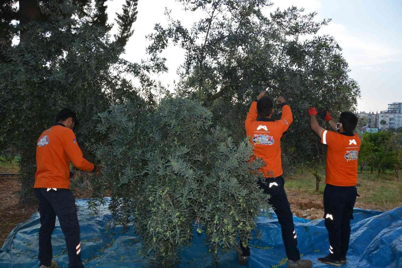 Vatandaşın zeytini sofrasına geliyor