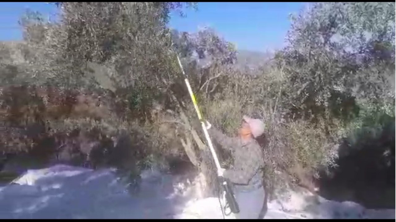 Muğla’da Zeytin hasadı başladı