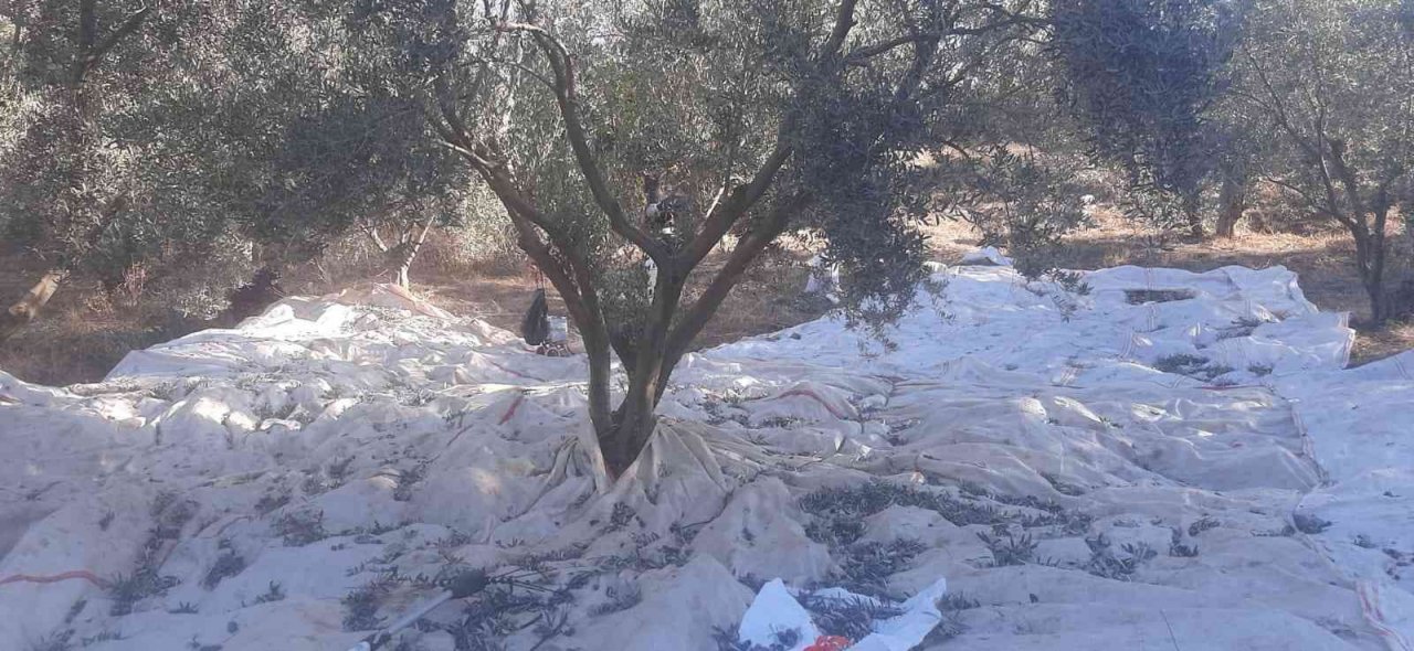 Muğla’da Zeytin hasadı başladı