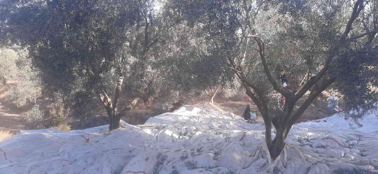 Muğla’da Zeytin hasadı başladı