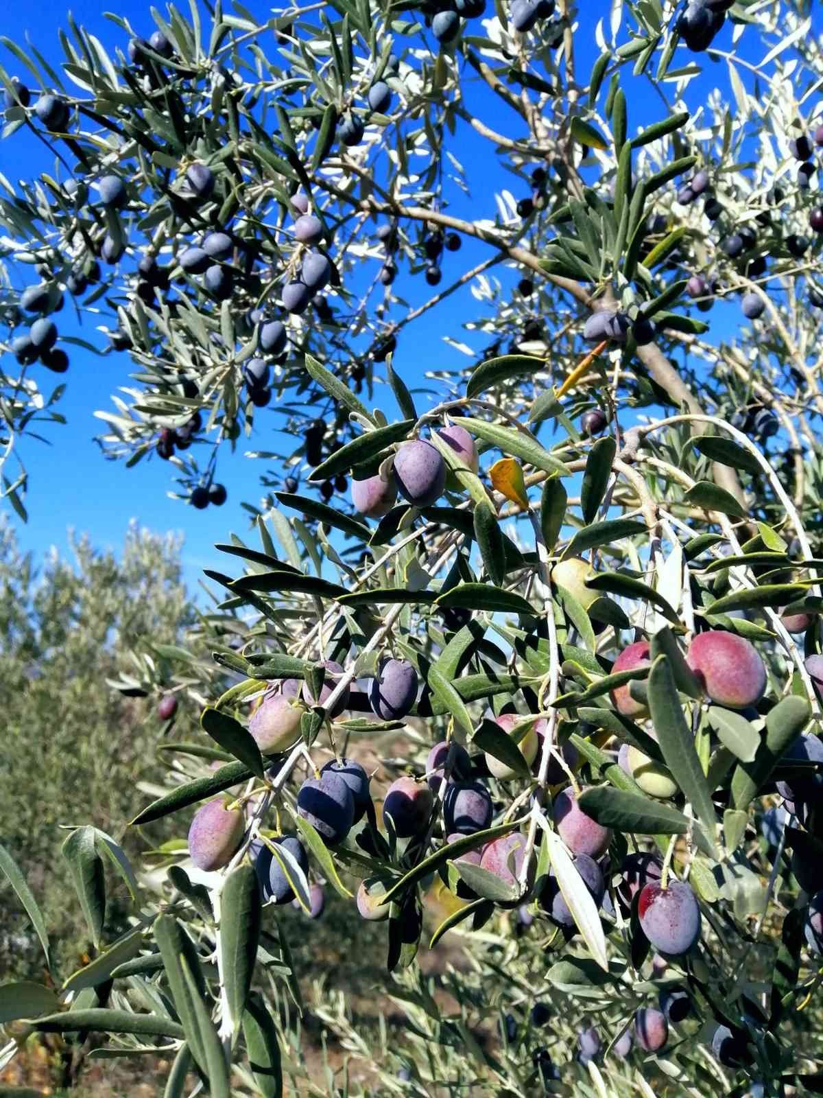 Muğla’da Zeytin hasadı başladı