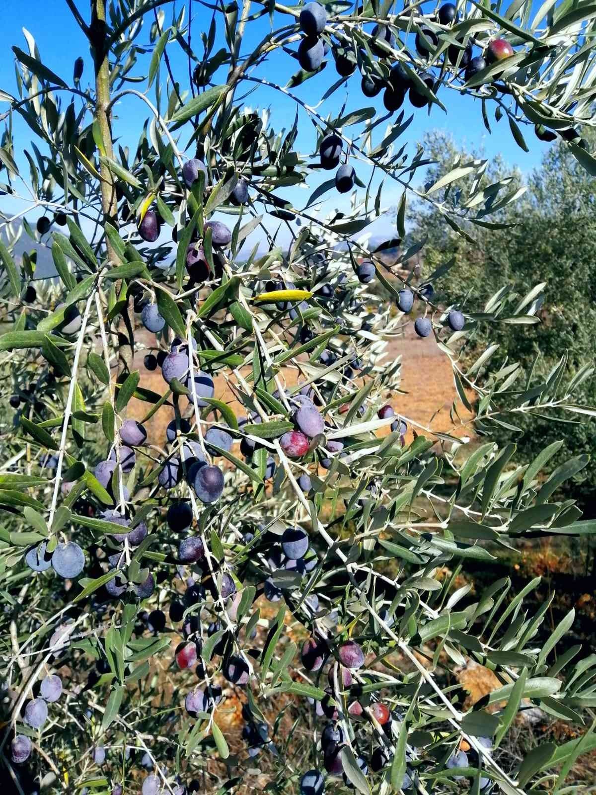 Muğla’da Zeytin hasadı başladı