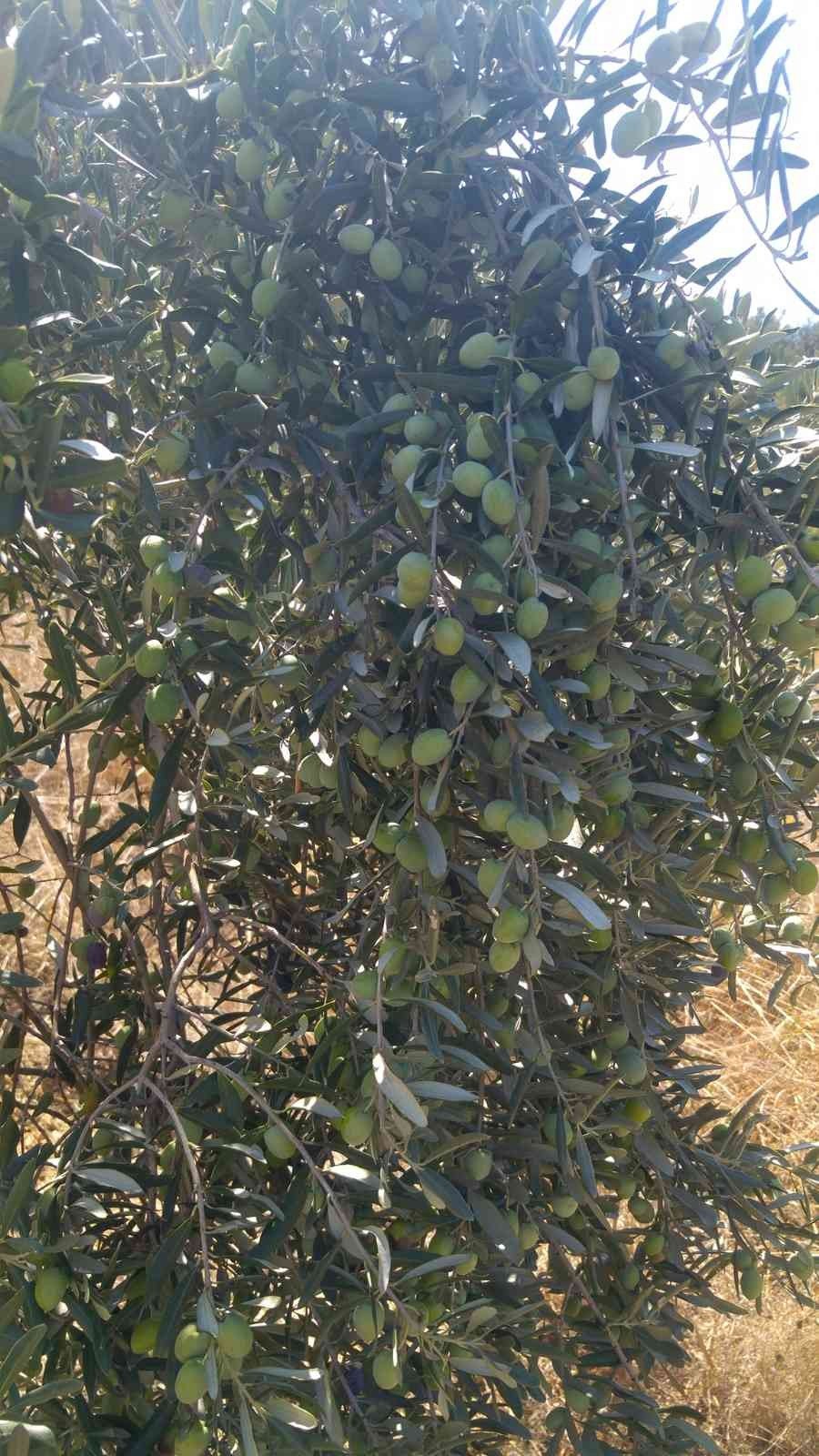 Muğla’da Zeytin hasadı başladı
