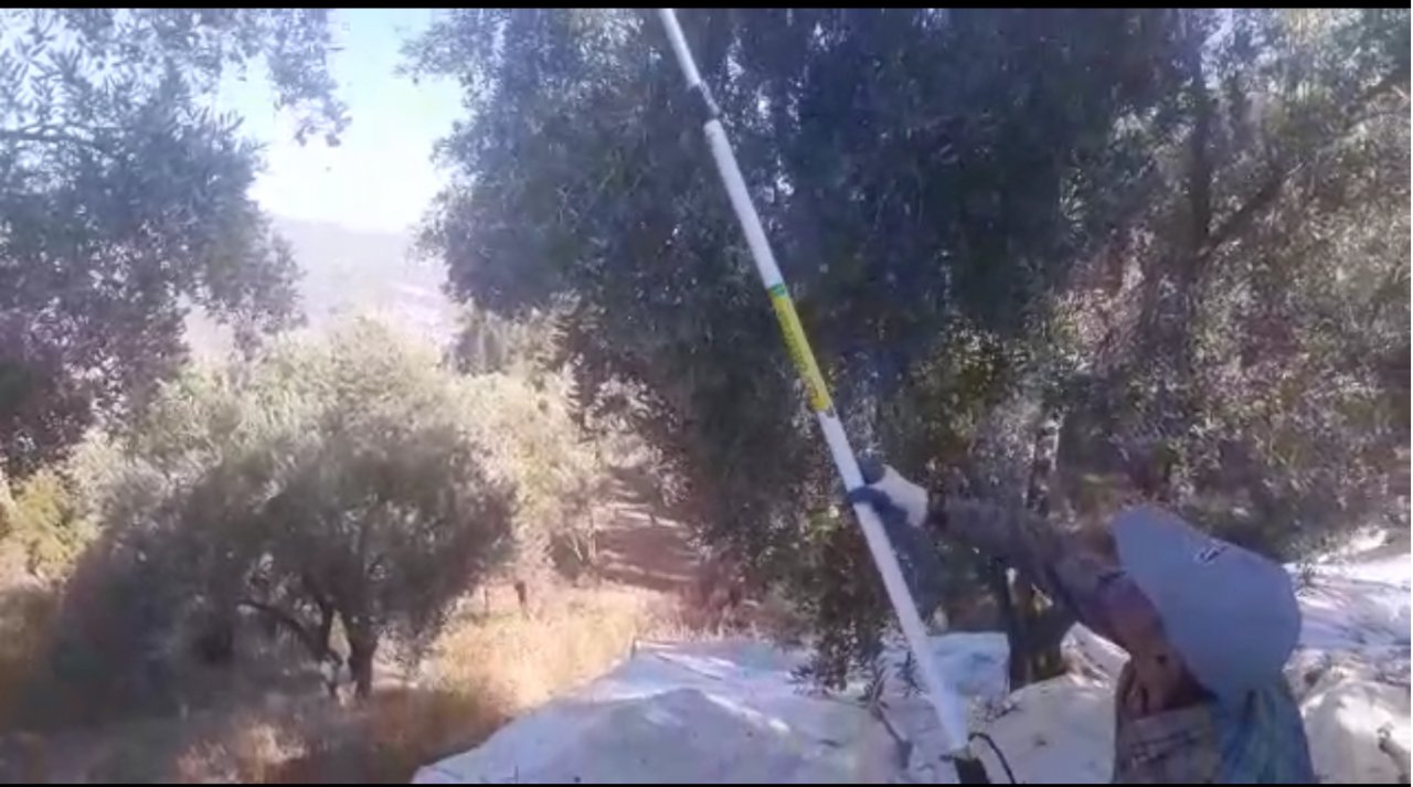 Muğla’da Zeytin hasadı başladı