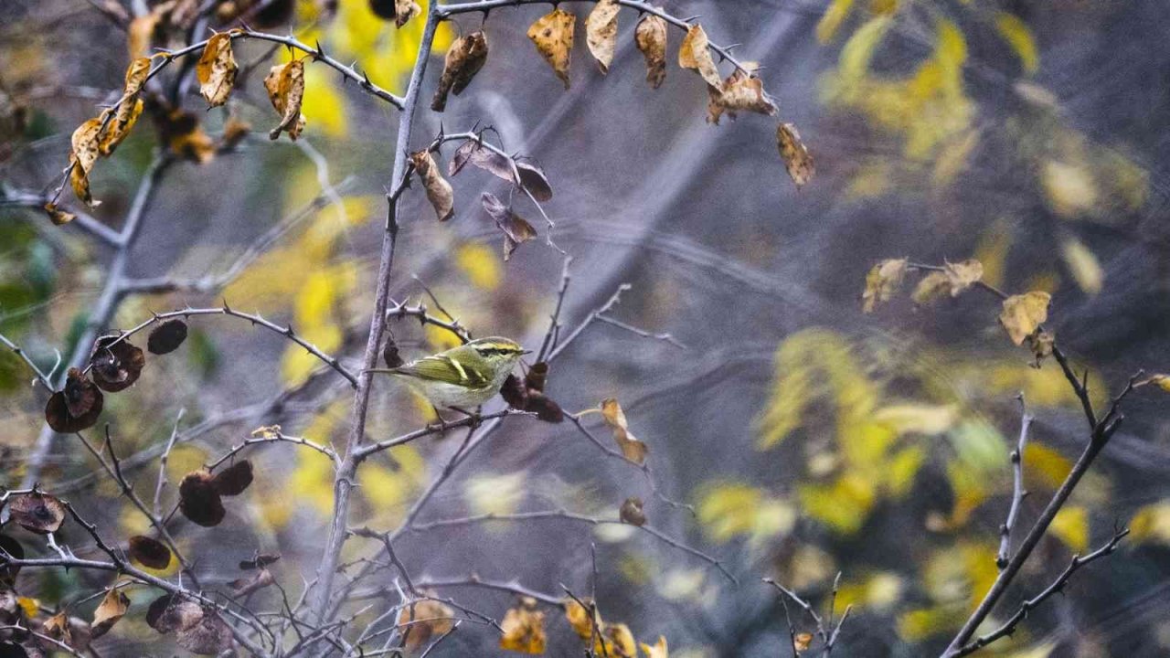 Türkiye’de 8, Bursa’da ilk kez görüldü