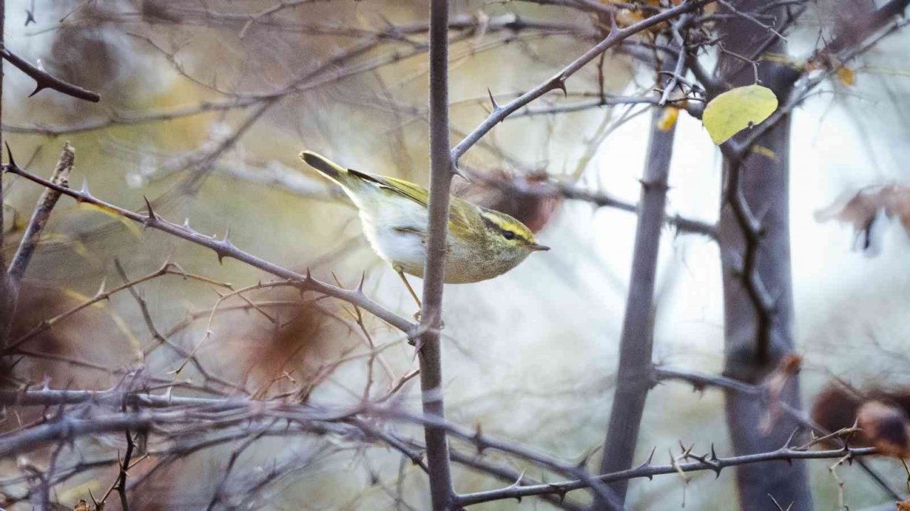 Türkiye’de 8, Bursa’da ilk kez görüldü