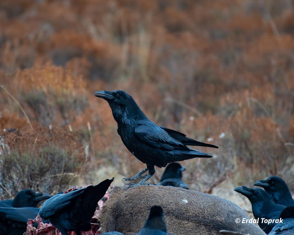 Kuzgunlar böyle görüntülendi