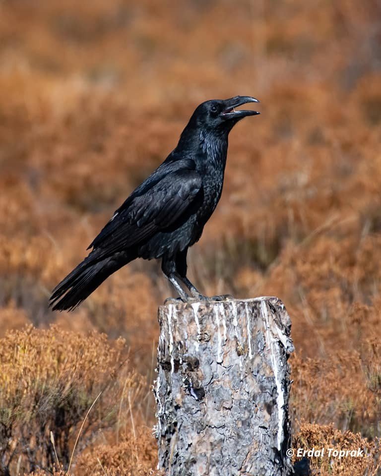 Kuzgunlar böyle görüntülendi