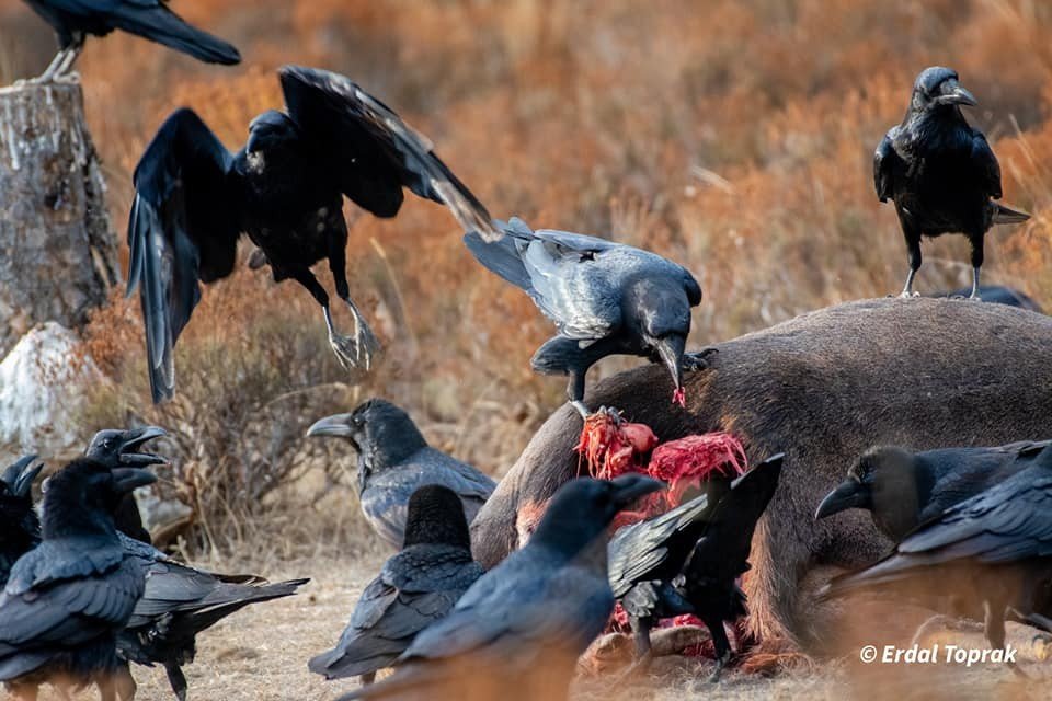 Kuzgunlar böyle görüntülendi