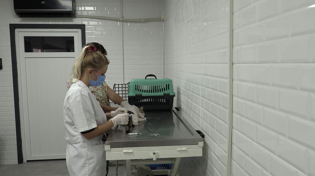 Bayraklı’da 5 ayda bin 250 sokak hayvanı tedavi edildi