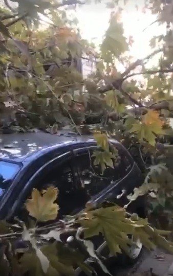 Prefabrik ev taşıyan tırın kırdığı ağaç 2 araca zarar verdi