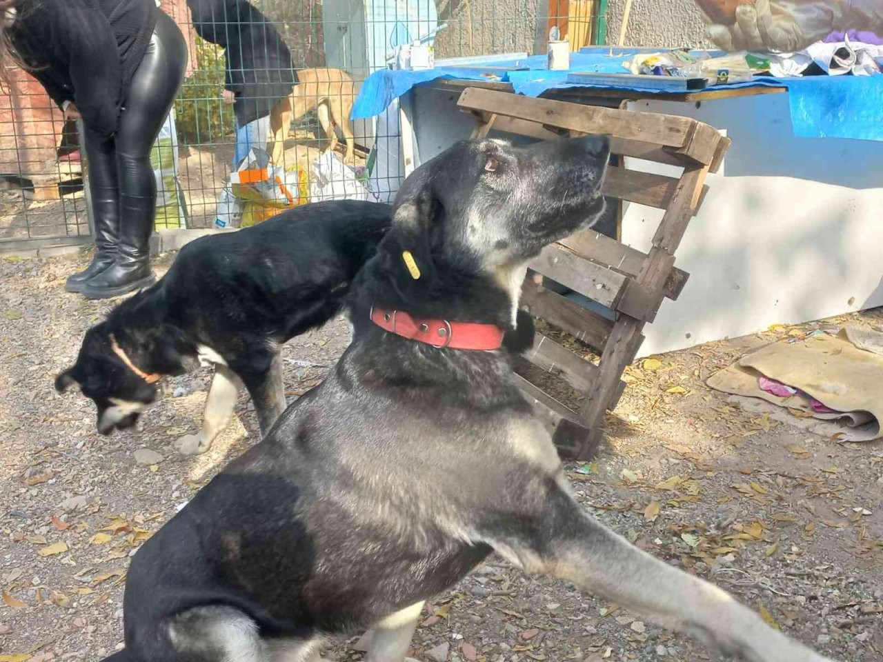 Gazi Üniversitesi Rektörü Yıldız, Gazi’nin Patileri’ni besledi