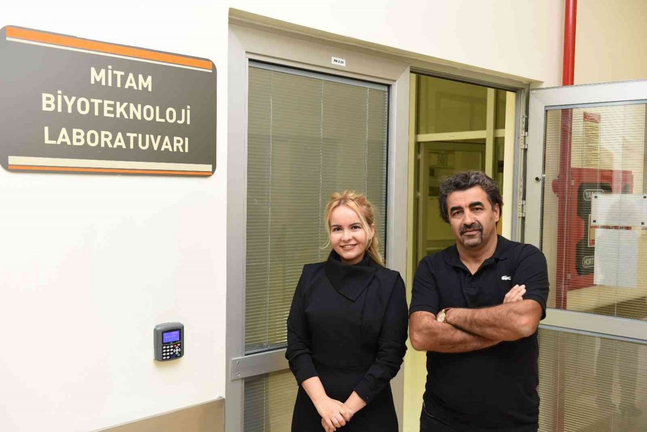 İncirin raf ömrü, soğan kabuğu ile uzatılacak