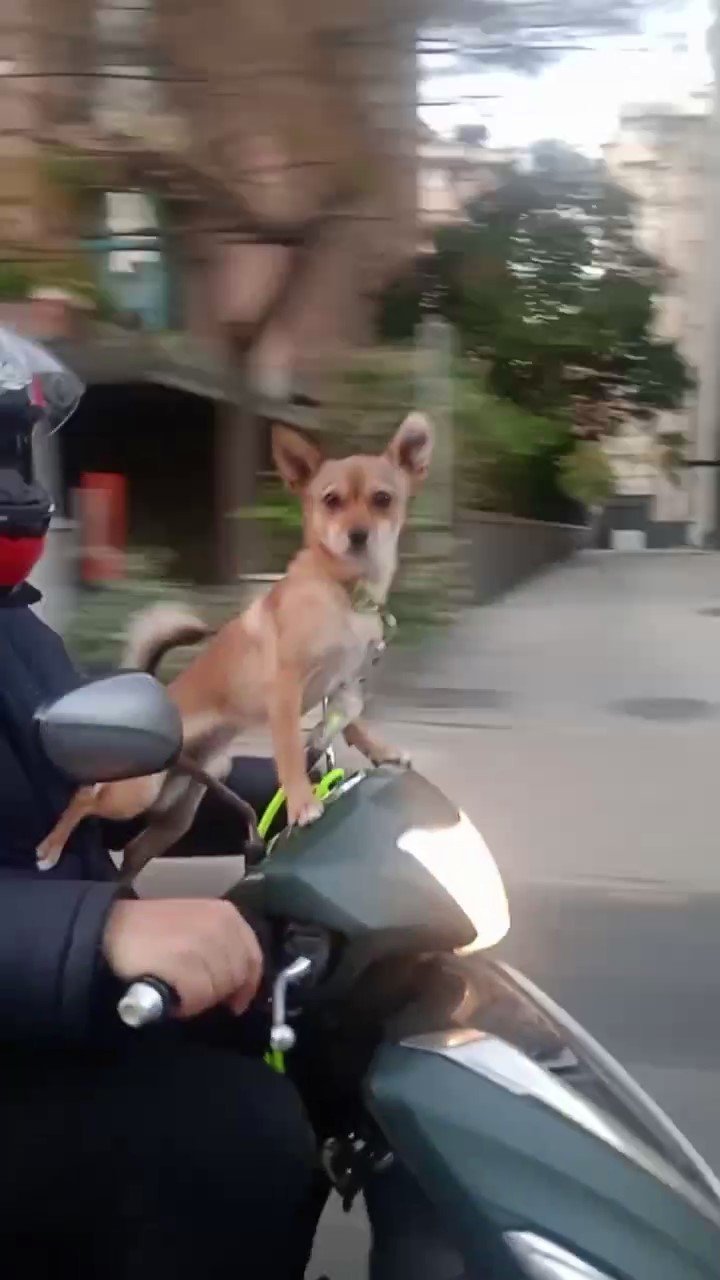Kadıköy’de köpeğin motosiklet üzerinde gülümseten yolculuğu