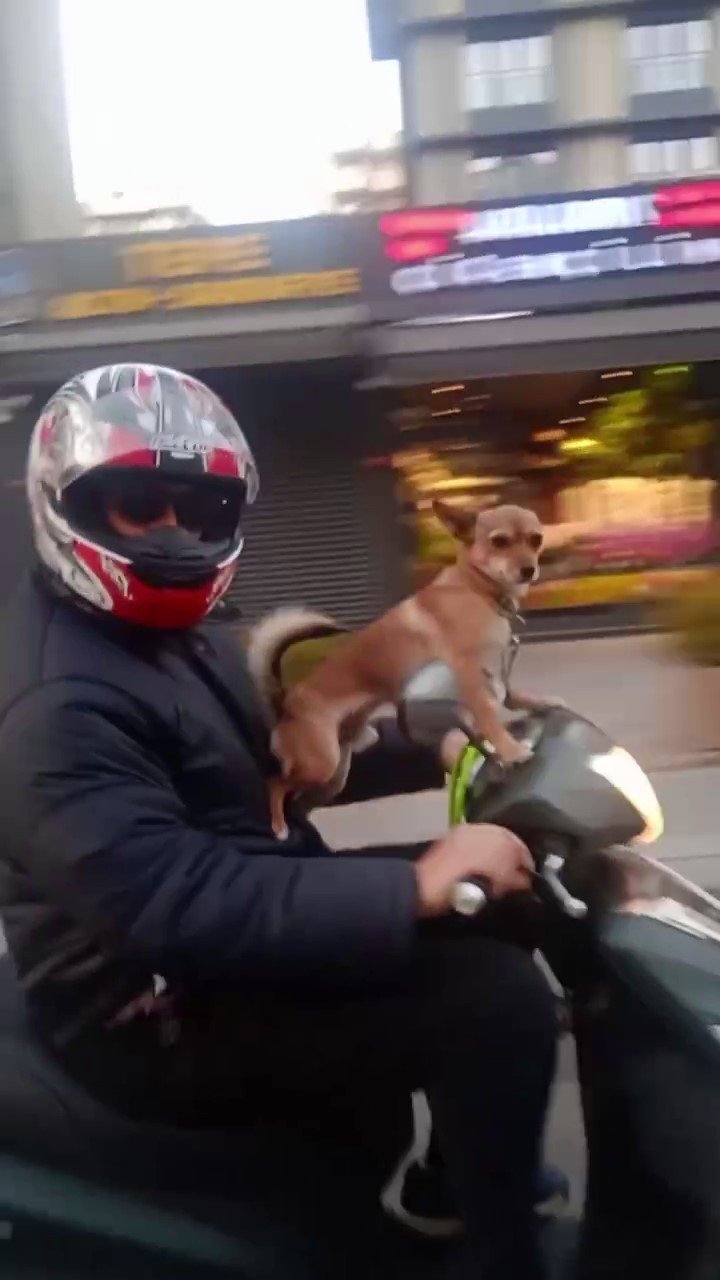 Kadıköy’de köpeğin motosiklet üzerinde gülümseten yolculuğu