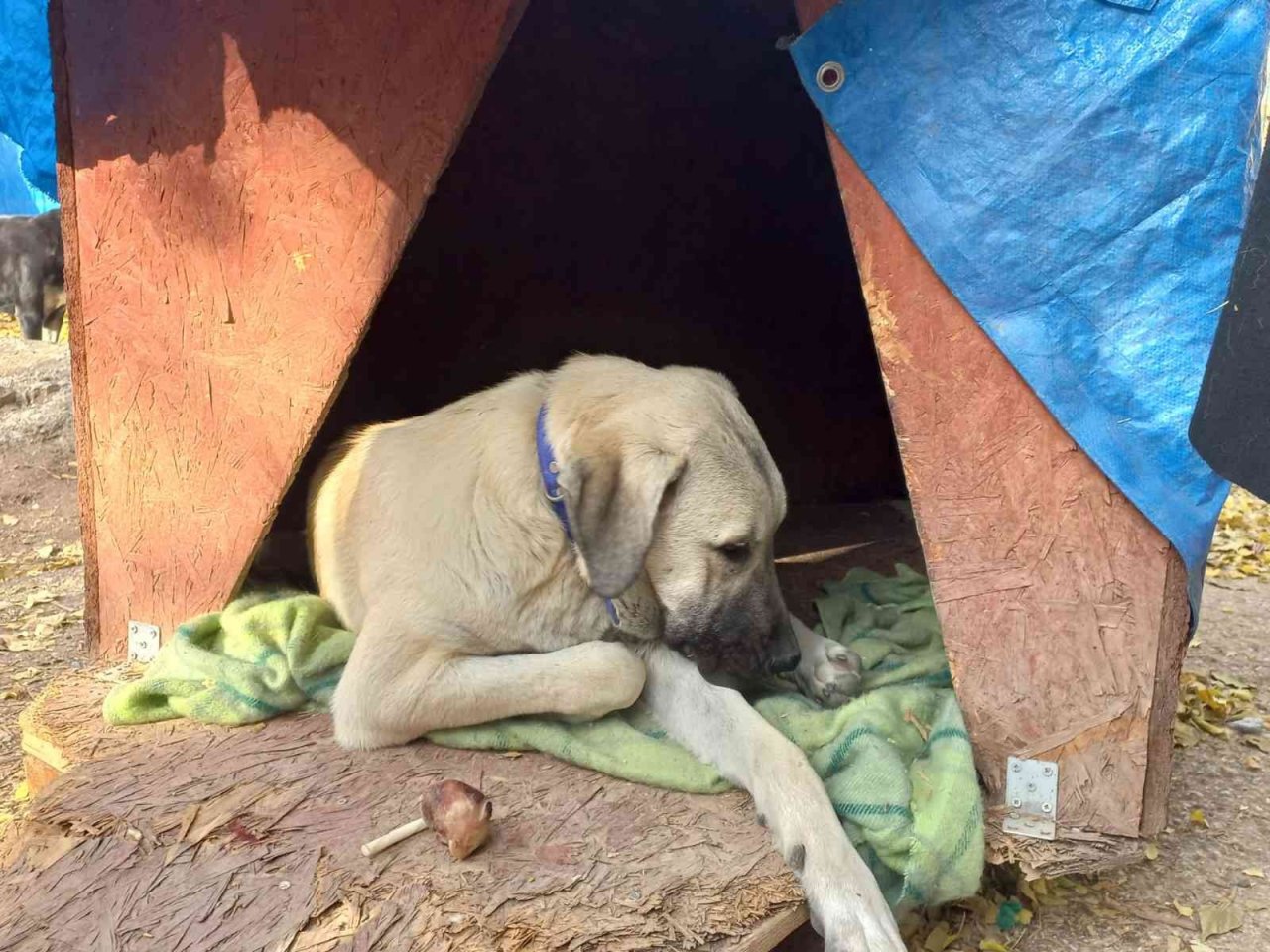 Gazi Üniversitesi Rektörü Yıldız, Gazi’nin Patileri’ni besledi