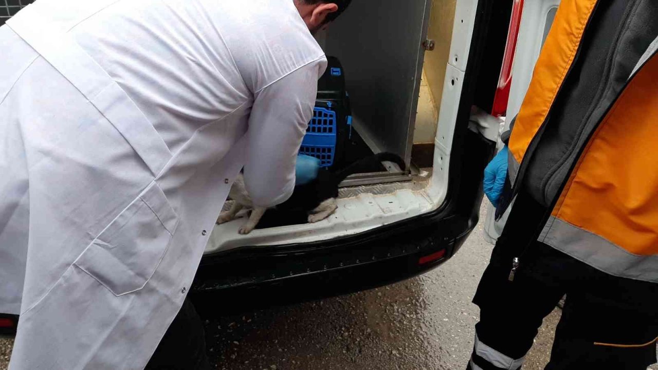 Adıyaman’daki kuduz vakasının ardından sokak hayvanlarına aşılama başladı