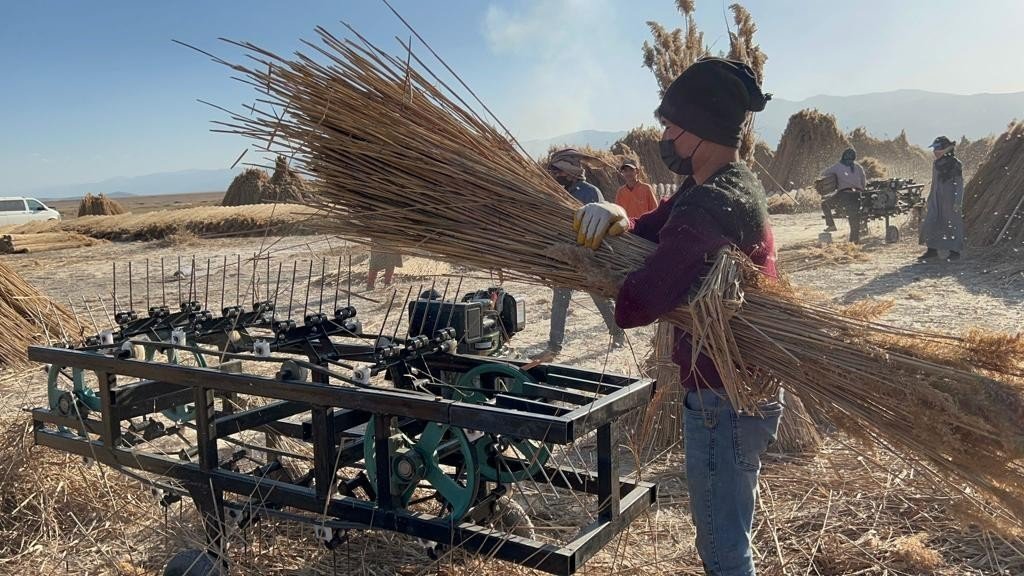 5 aylık kamış sezonunda 1 milyon dolarlık ihracat yapıyorlar