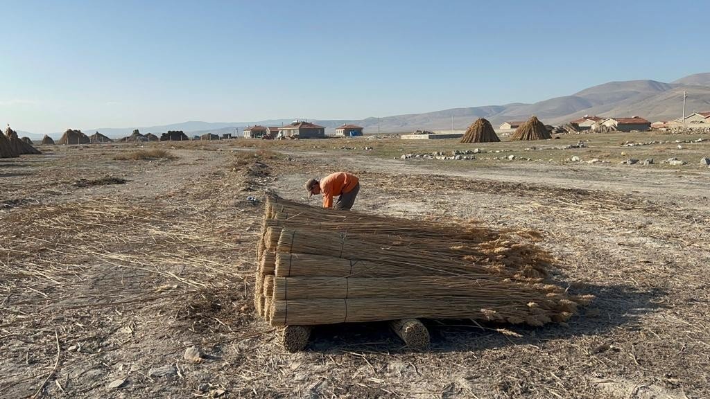 5 aylık kamış sezonunda 1 milyon dolarlık ihracat yapıyorlar