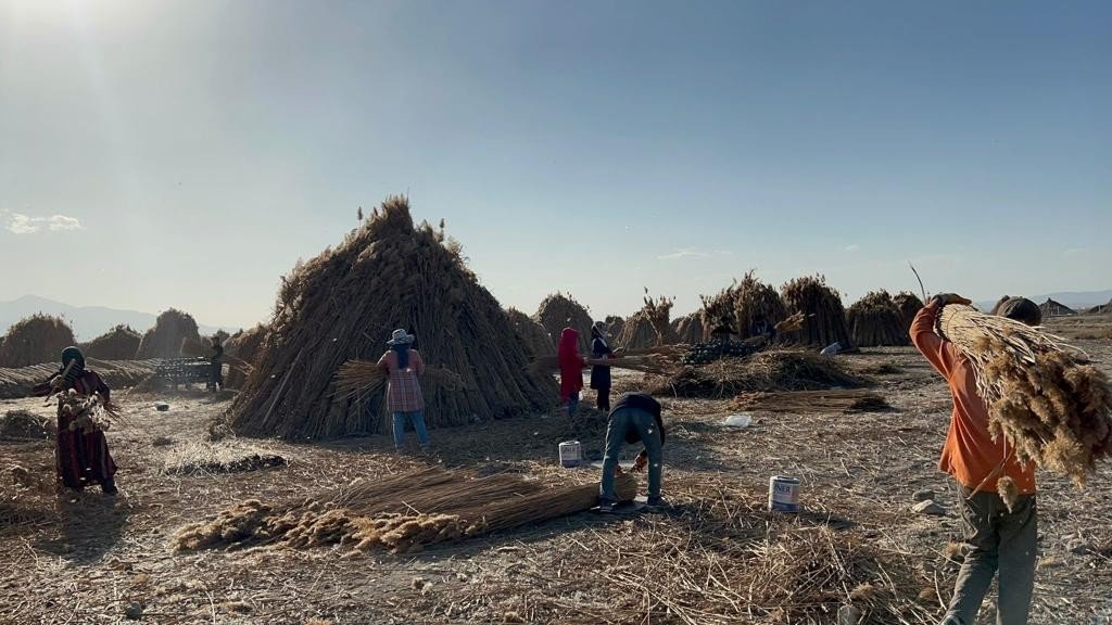 5 aylık kamış sezonunda 1 milyon dolarlık ihracat yapıyorlar